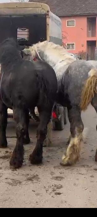 Vând iepe, armăsari, mânji.