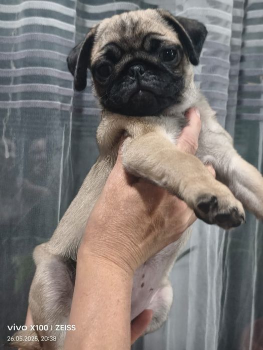 Очаровательные щенки мопса.