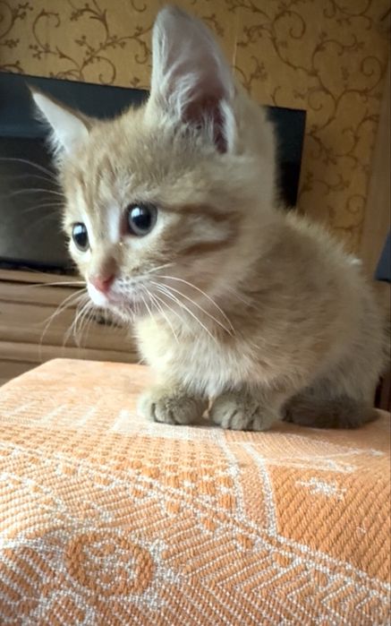 Котенок 1,5 месяца девочка