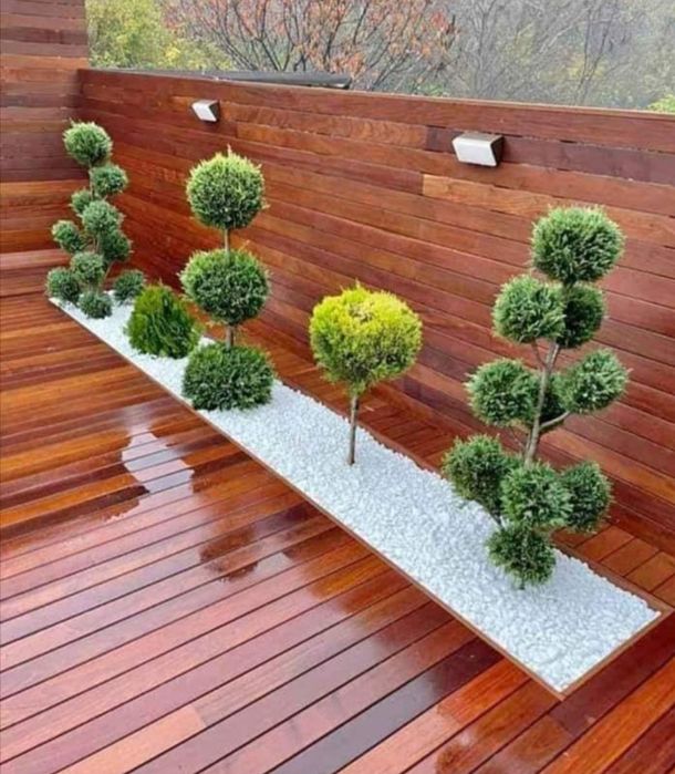 Tuia smarald columna, pon pom spirale pepeniera/ plante