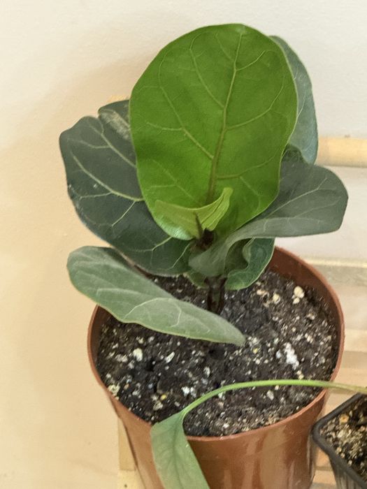 Наборы из 6 цветов