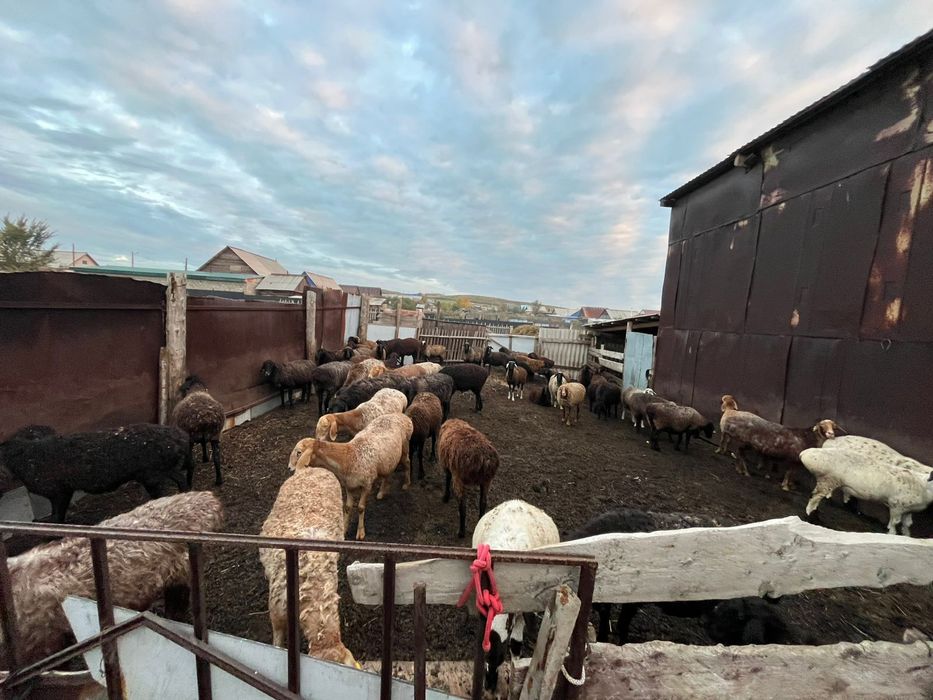 Продам бараны койлар