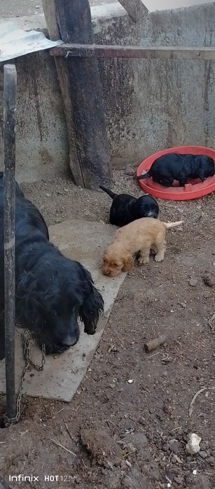 Spanel toza zot bolalari sptiladi