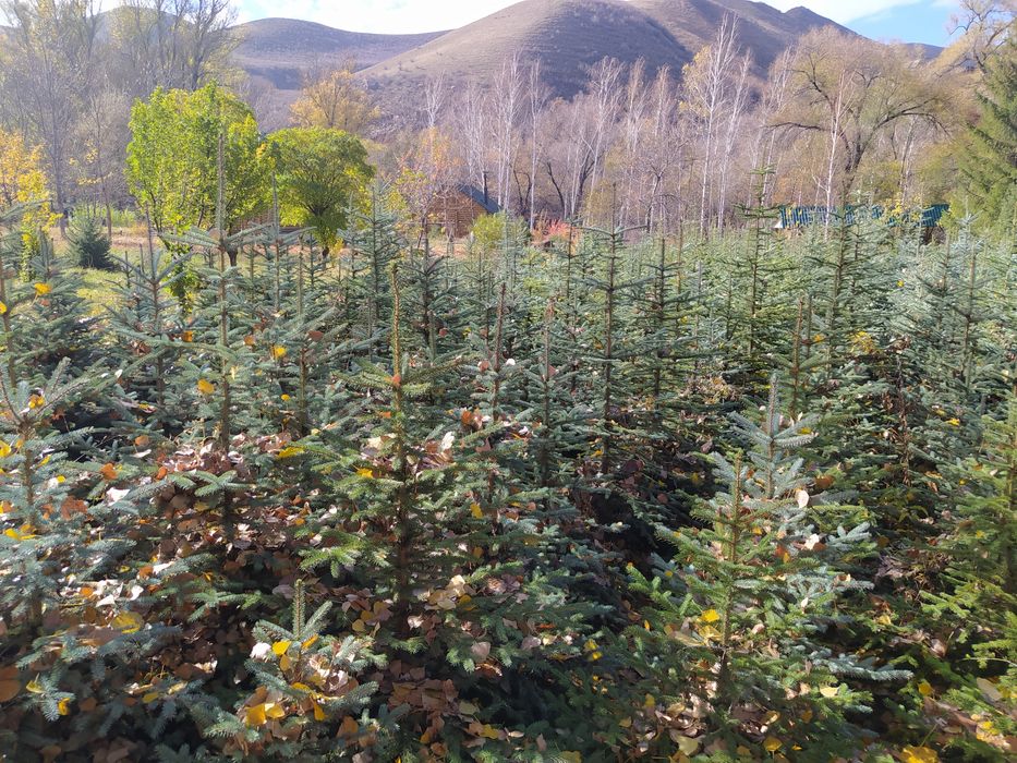 Голубая ель 1'5м 2 м