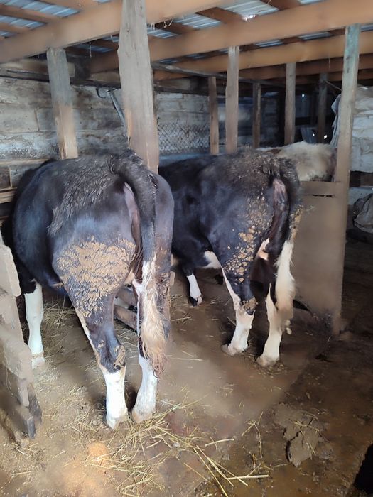 Продам тёлок 1,5 годовалые