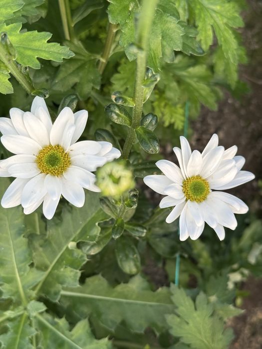 Хризантемы разных сортов