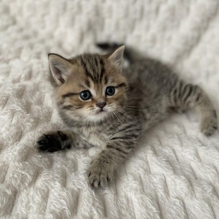 Британские котята табби