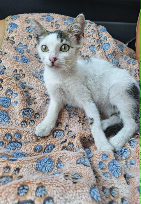 Подарявам мъжко котенце