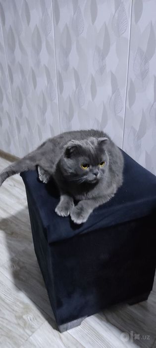Британский скотиш фолд