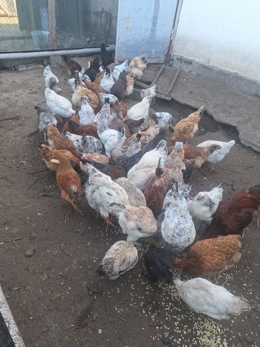 продаю цыплят  курей