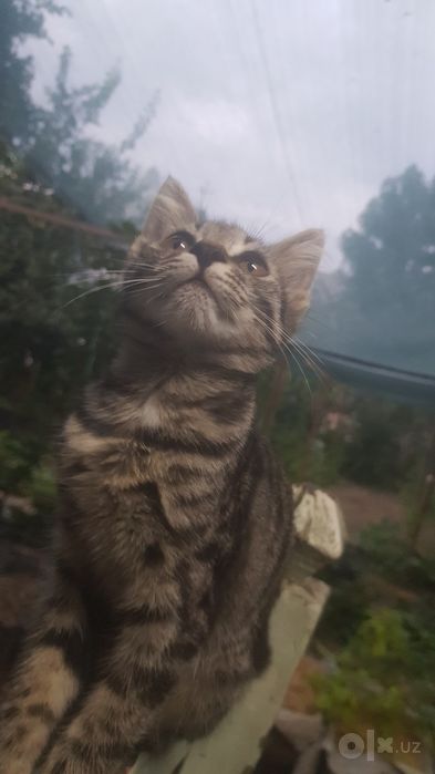 Котёнок Сибирская порода гладкошёрстные