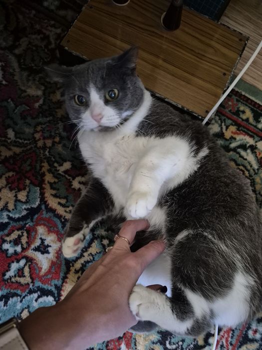 Отдам кошку в хорошие руки