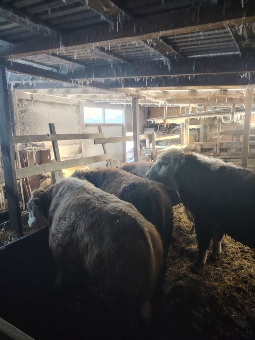 Продам быков на племя.