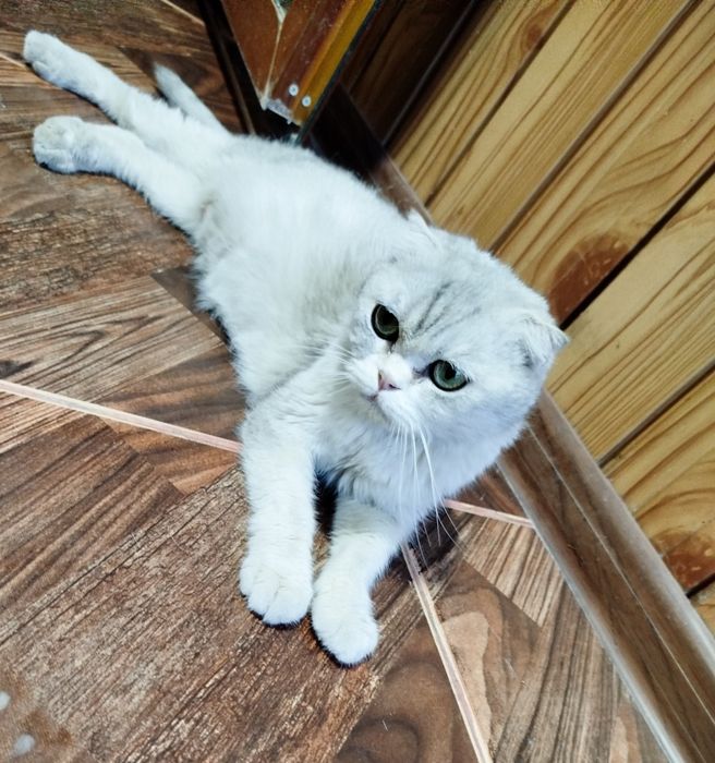 Serebristiy shinshilla fold sotiladi