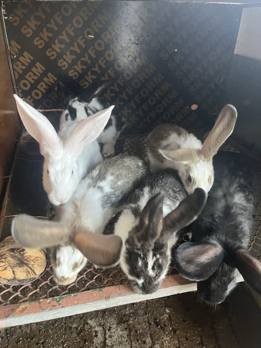 зайци за клане и разплод