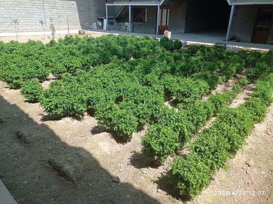 Shamshod gulf sotiladi