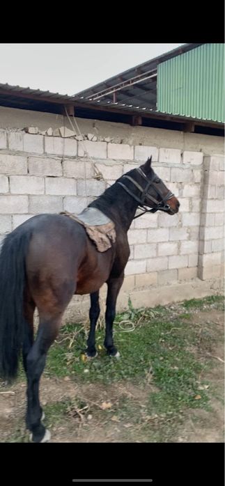 Полукровка айгыр