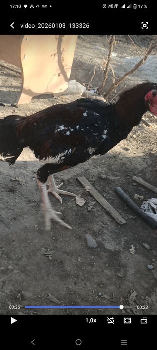 обмен на голубей