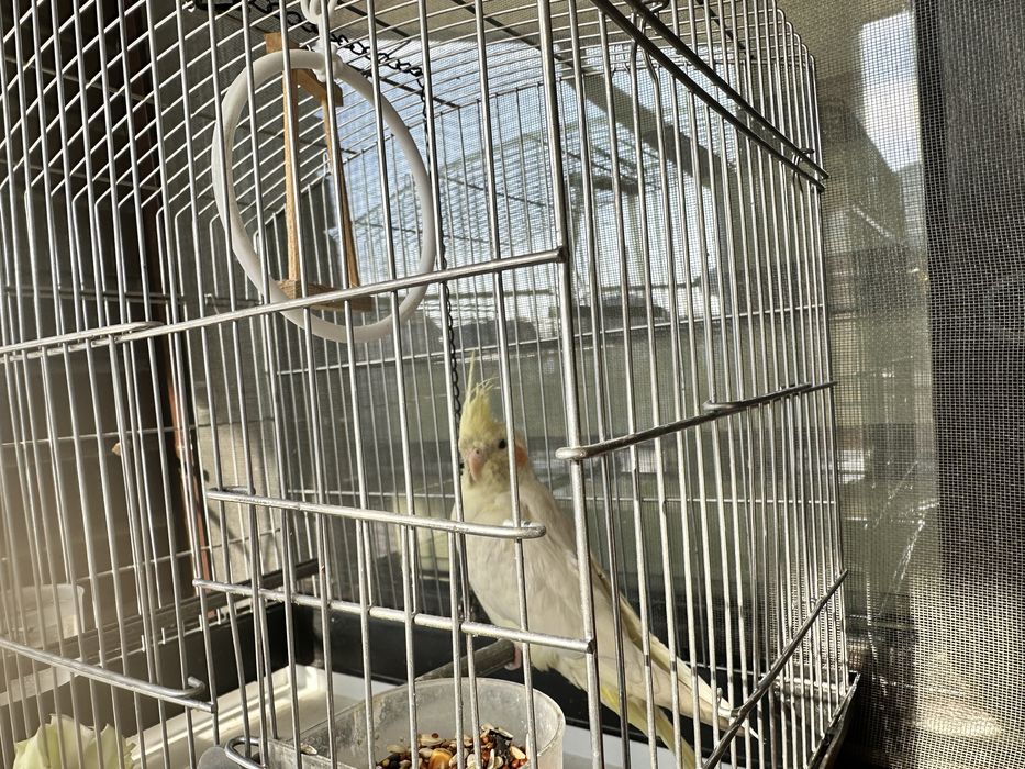 Продам попугая мальчика