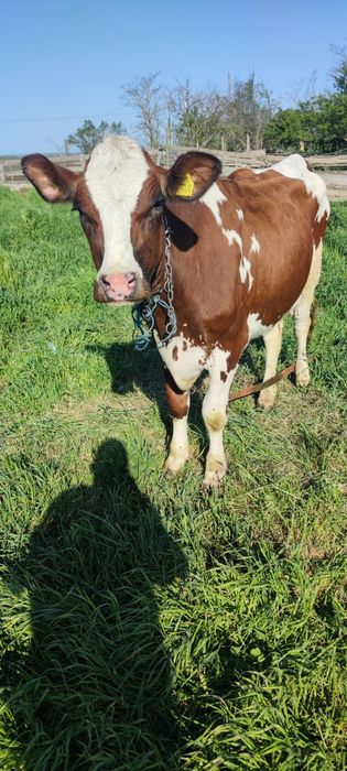 Vaca  hostain de vanzare