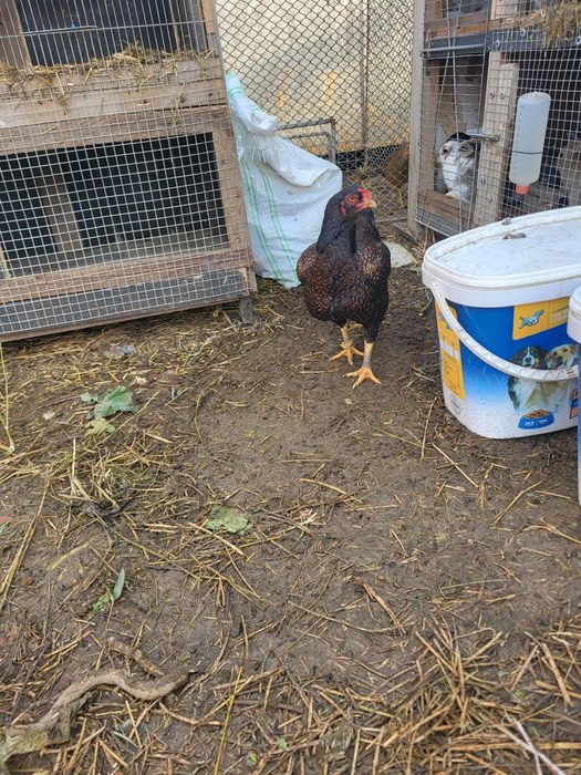 Puicuțe combatant indian