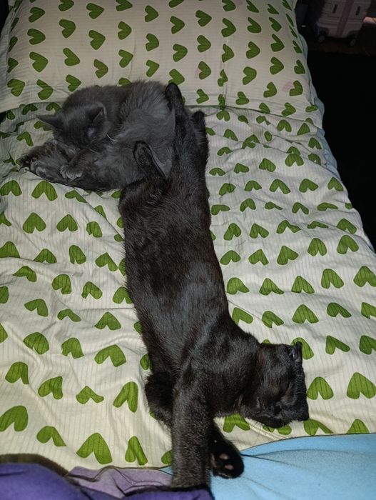 Вислоухая девочка 9 месяцев