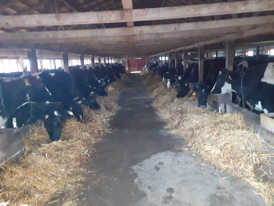 Vand 10 vaci fatate si gestante înscrise în Cop