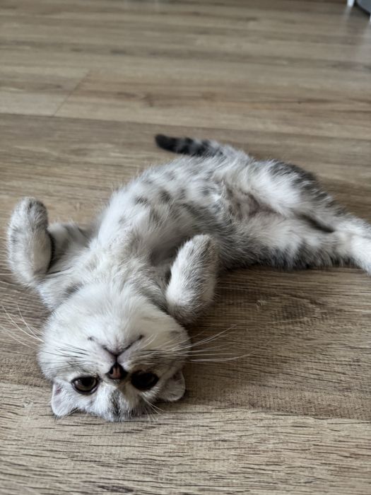 Котенок Лея, тактильная, умная девочка