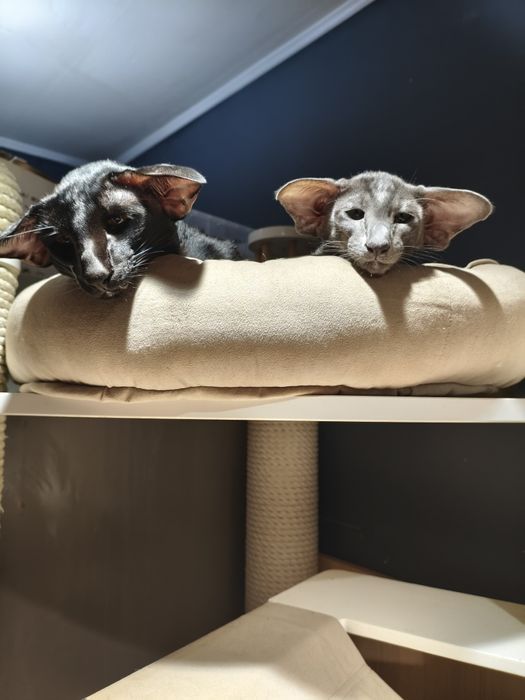 Ориентальные котята экстрим и современный тип