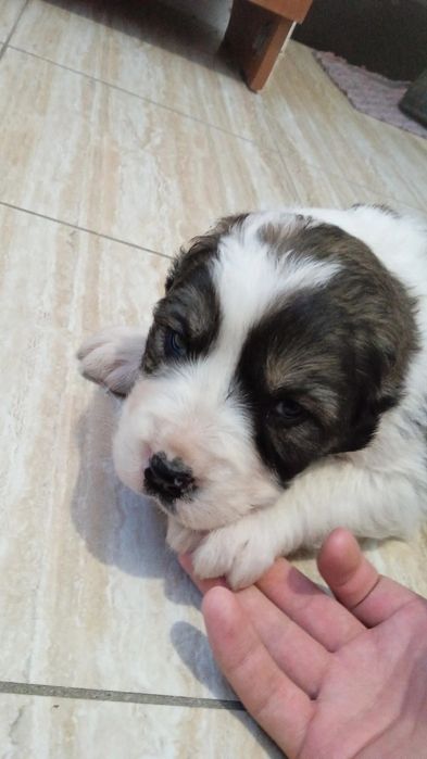 Таза тобет кушиктер сатылады