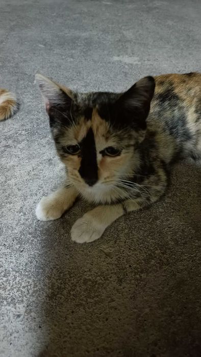 Отдам в добрые руки котят