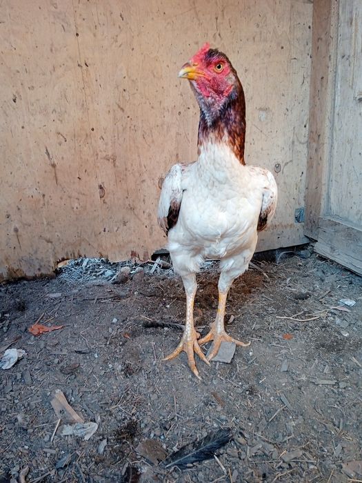 Продам дакан курицу