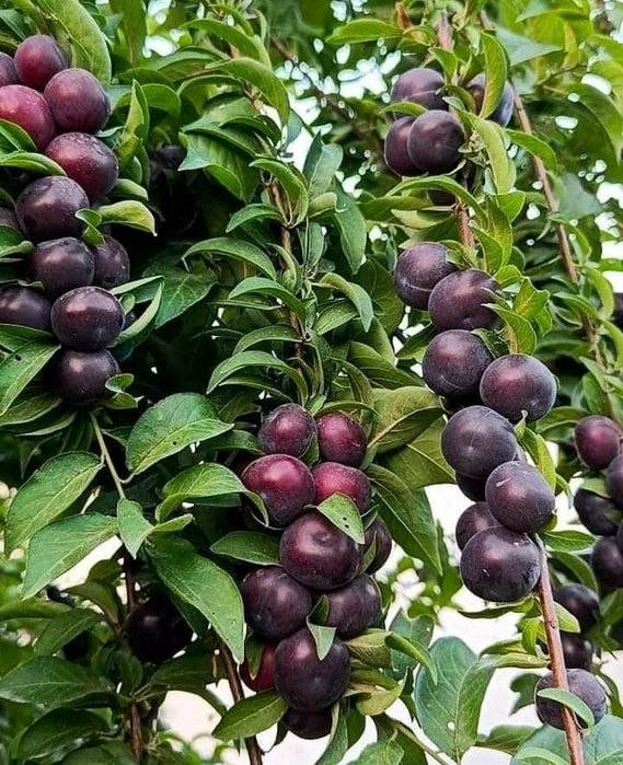 Pomi Fructiferi Columnari (Soiuri De Prun )