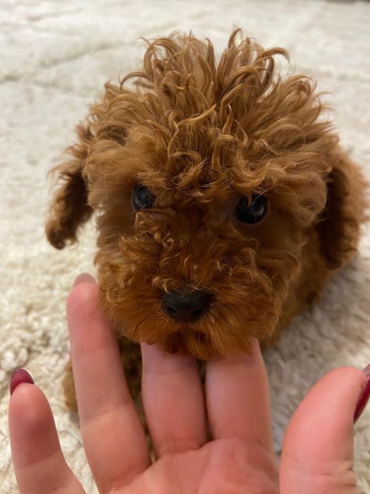 Baietel pudel caniche