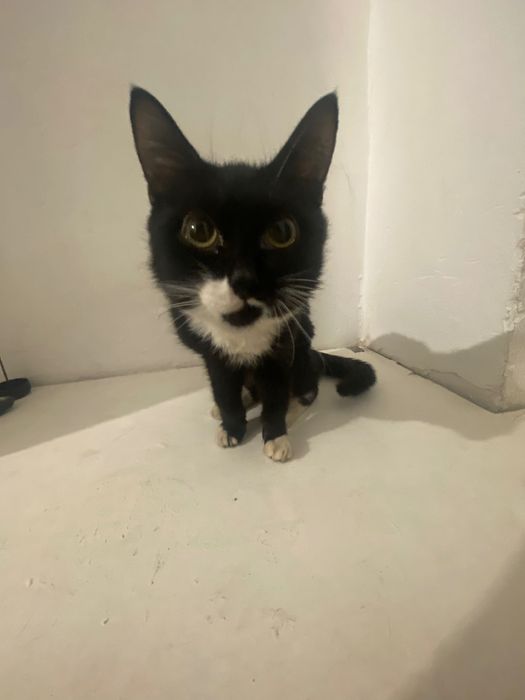 Котенок мальчик 4 месяца