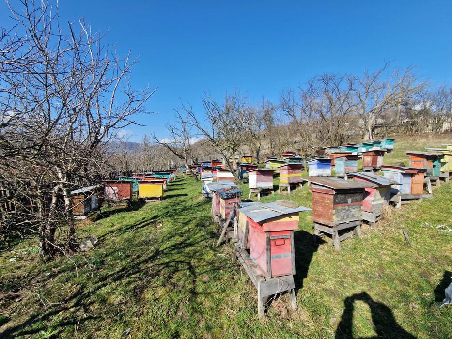 Vand stupi cu tot cu lada