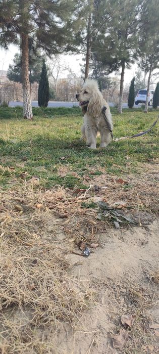 Amerikaniski koker 7 oylik erkak