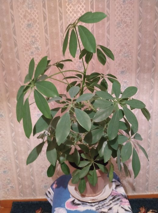 Комнатное растение шеффлера