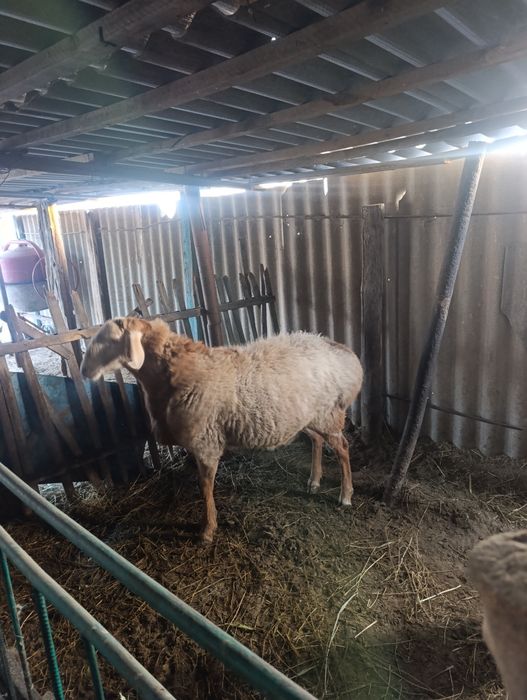 Арашан қошқар сатылады