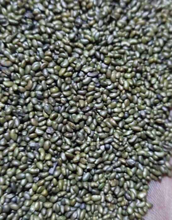 Семена лютцерна жанышка