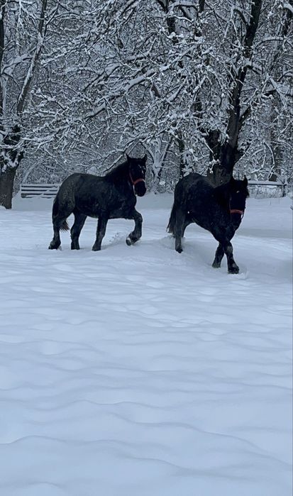 De vanzare 2 manji se 1,5 ani