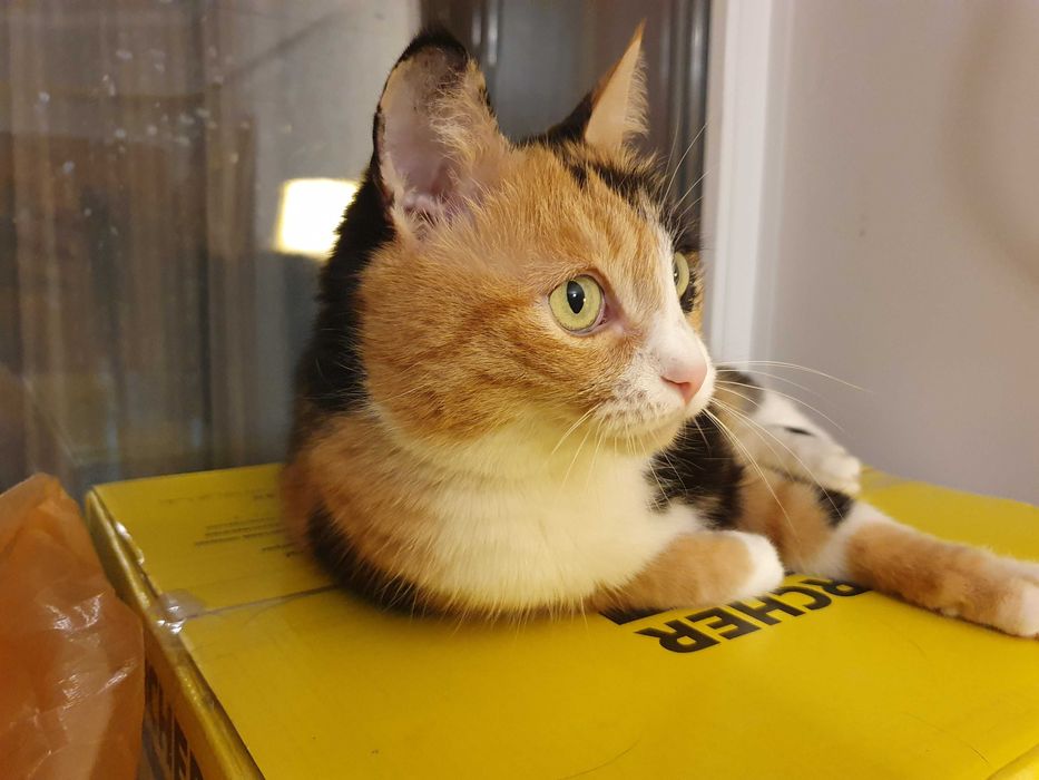 Отдам в хорошие руки. Даром.