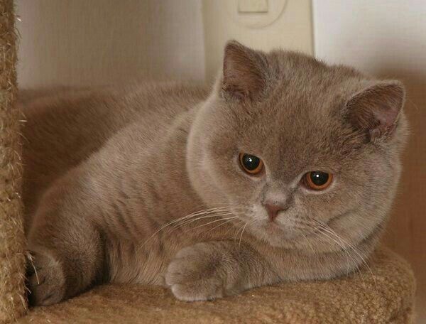 Вязка, британского кота