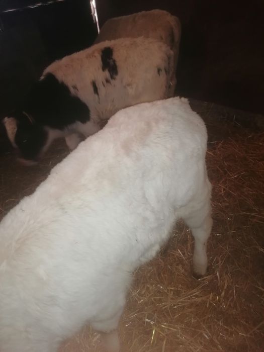 Vând 4 viței alb albastru