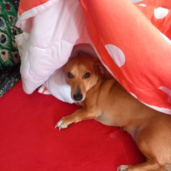 Pensiune canină un loc unde animalele sunt iubite și foarte răsfățate!