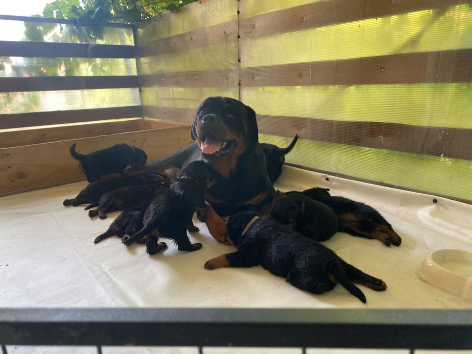 Pui Rottweiler cu pedigree