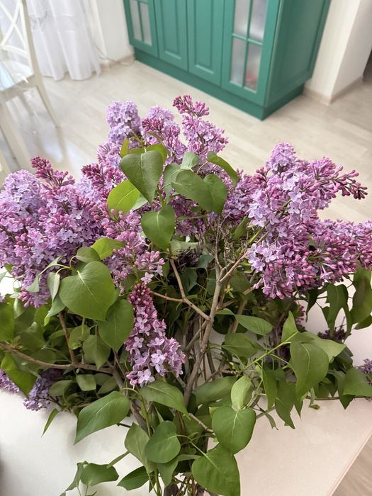 Цветы сирени,букеты