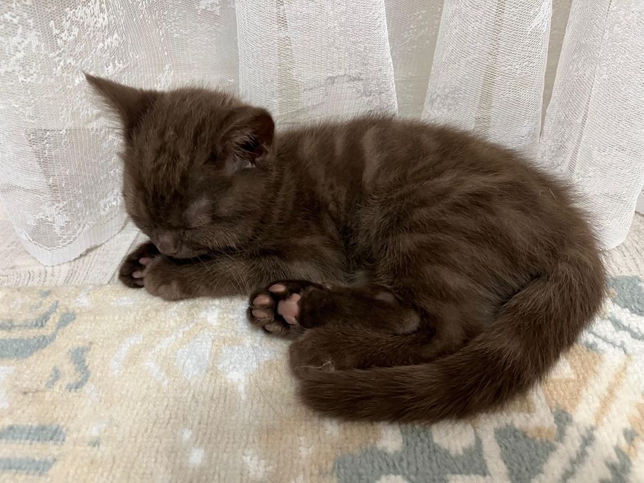 Котята Скоттиш-страйт