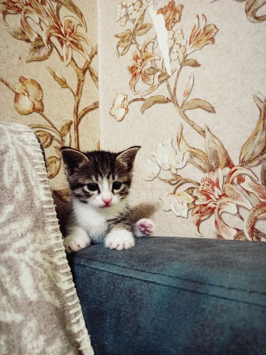 2 котёнка, мальчики БЕСПЛАТНО