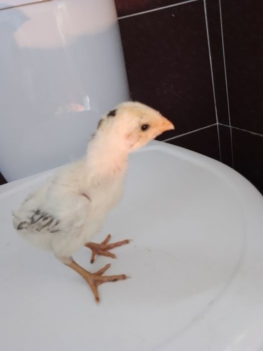 Цыплята и яйца чистокровных О Шамо и Ганой